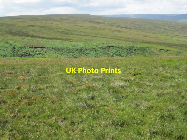 Photo 6"x4" Snope Common Eals\/NY6755 c2010