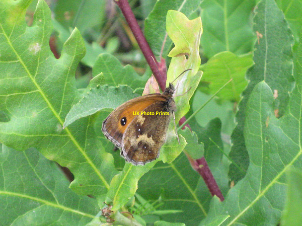 Photo 6"x4" Gatekeeper butterfly (Pyronia tithonus) Davenport\/SJ8065 c2010