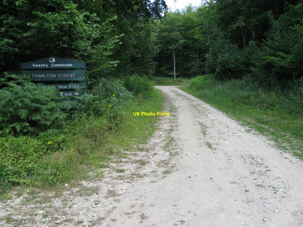 Photo 6"x4" On the edge of Charlton Forest East Dean\/SU9013 c2010
