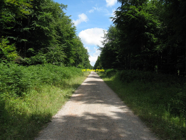 Photo 6"x4" Straight road through Charlton Forest East Dean\/SU9013 c2010