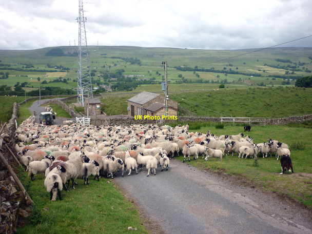 Photo 6"x4" Sheep-jam above Bainbridge Bainbridge c2010