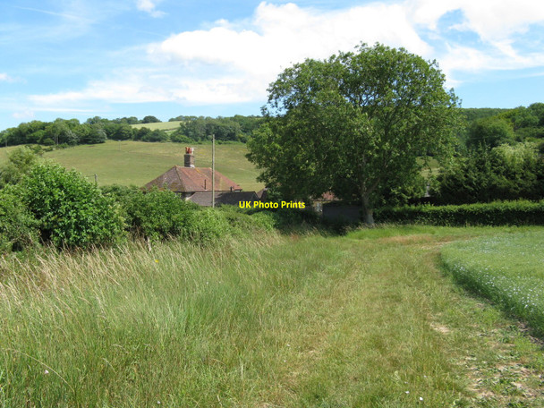 Photo 6"x4" Tree by the footpath exit onto the A285 Upwaltham c2010