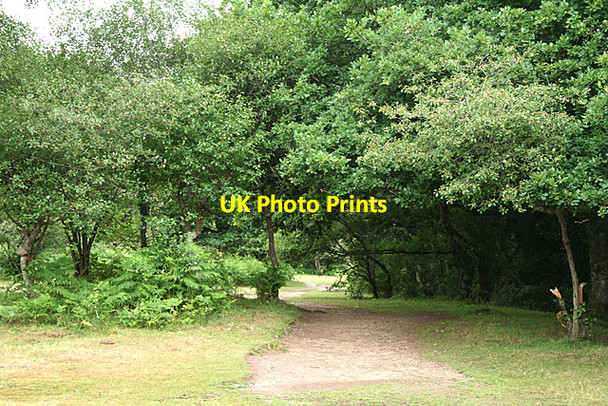 Photo 6"x4" Widecombe in the Moor: Deeper Marsh Poundsgate c2010