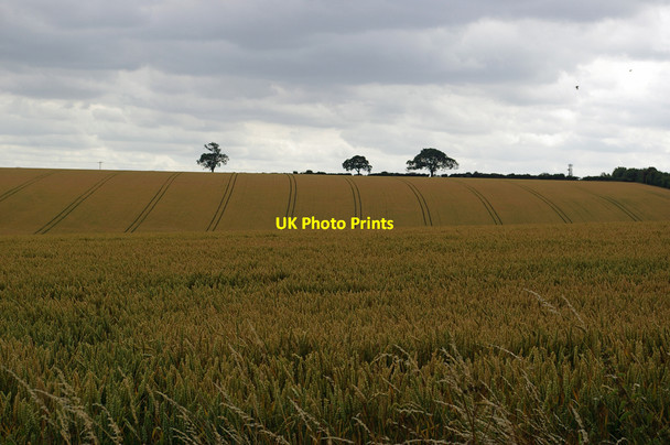 Photo 6"x4" Ripening Wheat on Beacon Hill Barton-Upon-Humber c2010