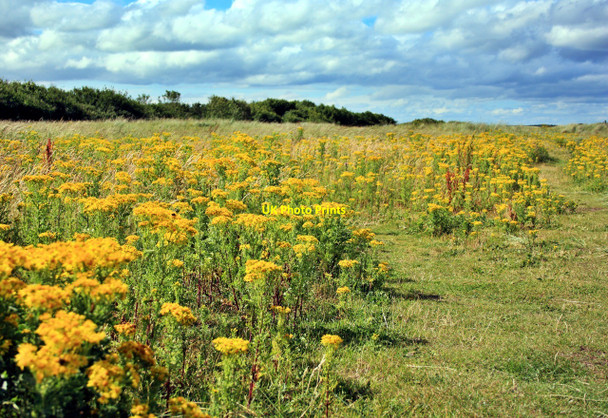 Photo 6"x4" Wild Flowers, Druridge Links Widdrington c2010