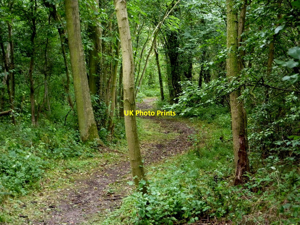 Photo 6"x4" Footpath through the trees Little Gringley c2010
