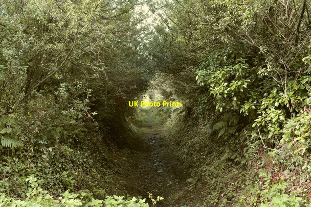 Photo 6"x4" The footpath leading to Bickenbridge Trimstone c2010
