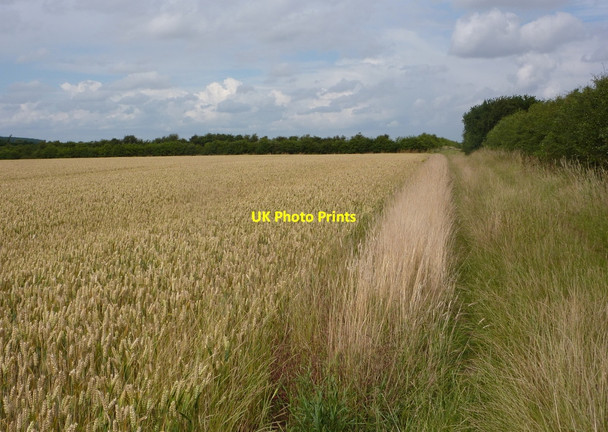 Photo 6"x4" Footpath by a wheat field South Leverton c2010