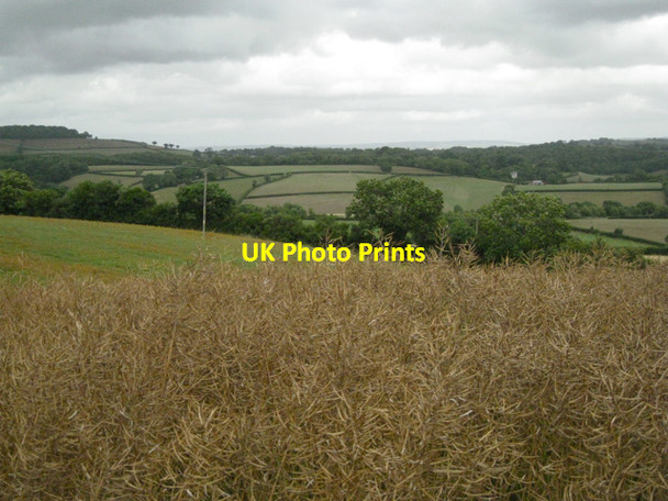 Photo 6"x4" Oilseed rape ripening Broadhempston c2010