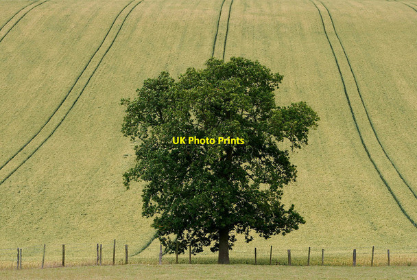 Photo 6"x4" Tree and tracks in a wheat field Bourton\/SO5996 c2010