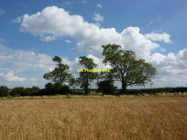 Photo 6"x4" Field of barley and road side trees Little Gringley c2010