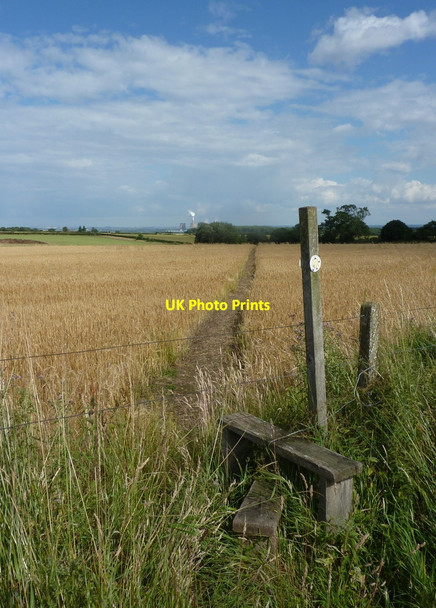 Photo 6"x4" Footpath across a barley field Little Gringley c2010