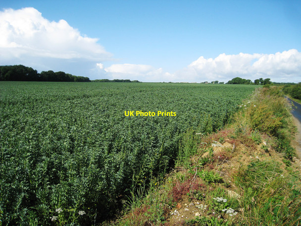 Photo 6"x4" Crop Field off Abbey Road Kearnsey c2010