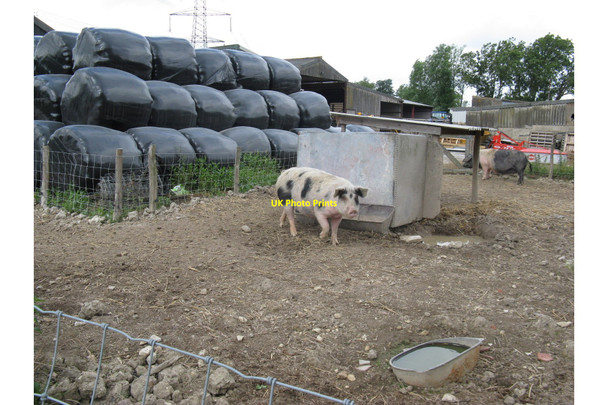 Photo 6"x4" Pigs on Diamond Farm at Eason's Green Eason's Green c2010