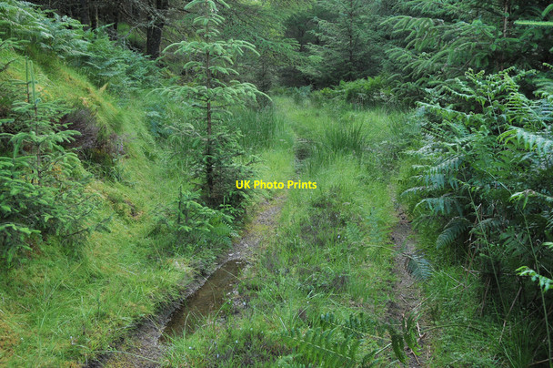 Photo 6"x4" Overgrown forest road in Balinoe Forest Barran\/NM8825 c2010
