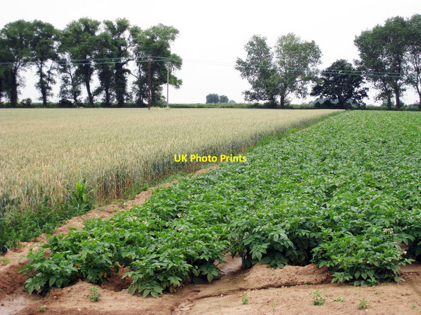 Photo 6"x4" Wheat and Potato Fields Bramling c2010
