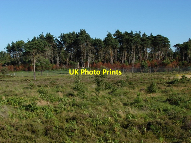 Photo 6"x4" The Folly Bog Bagshot Heath\/SU9161 c2010