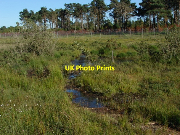 Photo 6"x4" The Folly Bog Bagshot Heath\/SU9161 c2010