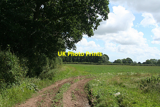 Photo 6"x4" Cullompton: edge of Blackpark Wood Mutterton c2010