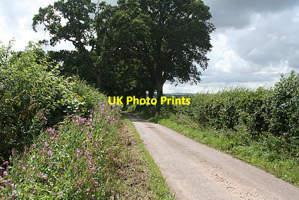 Photo 6"x4" Cullompton: lane to Five Cross Way Mutterton c2010