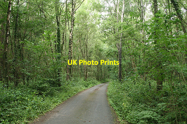 Photo 6"x4" Broadhembury: wood on Kentis Moor Aller\/ST0506 c2010