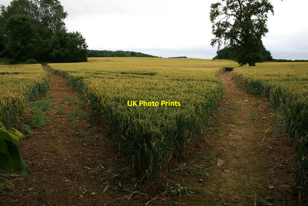 Photo 6"x4" Two paths diverge Easthopewood c2010