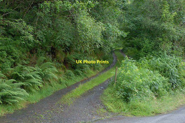 Photo 6"x4" Lane to Tyn-y-Garth Coed y Garth c2010