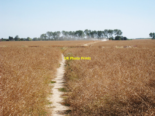 Photo 6"x4" Crop Field south of Ash Coombe\/TR2957 c2010