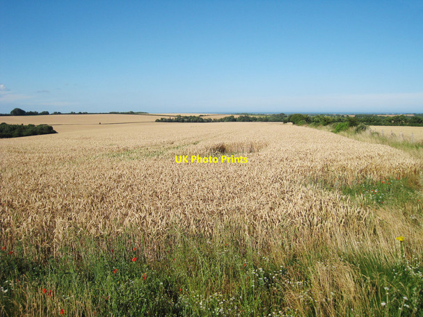 Photo 6"x4" Wheat Field off Roman Road Studdal c2010