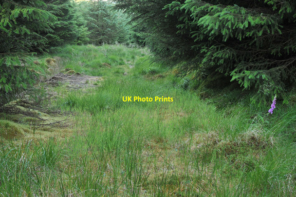 Photo 6"x4" The Old Coffin Route in Balinoe Forest Barran\/NM8825 c2010