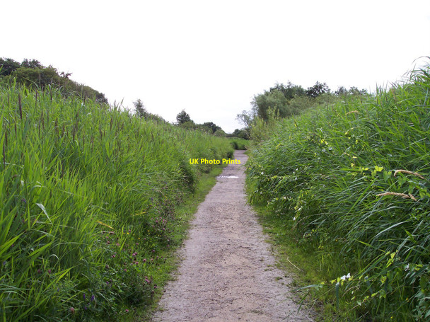 Photo 6"x4" Reed beds encroach on the path through Sankey Valley Haydock c2010
