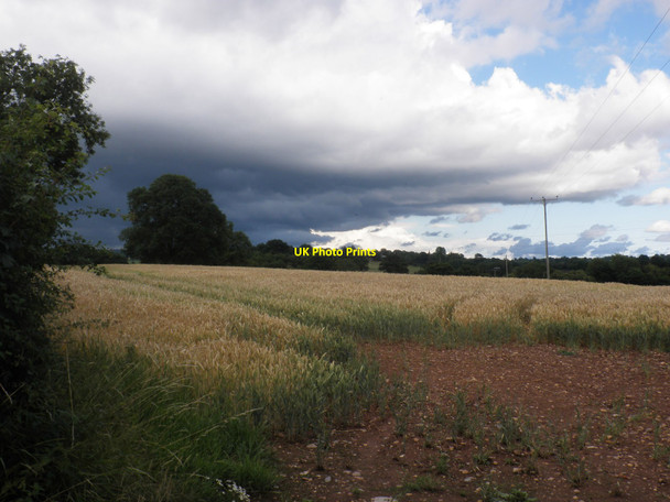 Photo 6"x4" Field of wheat, near Plymtree Langford Green\/ST0302 c2010