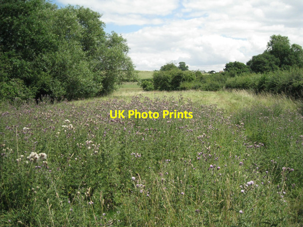 Photo 6"x4" Thistles by Bell Brook Heath End\/SP2360 c2010