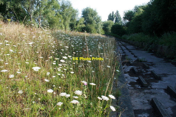 Photo 6"x4" Apiaceae on the flood bank Long Eaton c2010