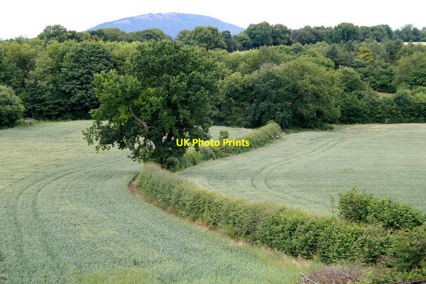 Photo 6"x4" Hedgerow Tree Much Wenlock c2010