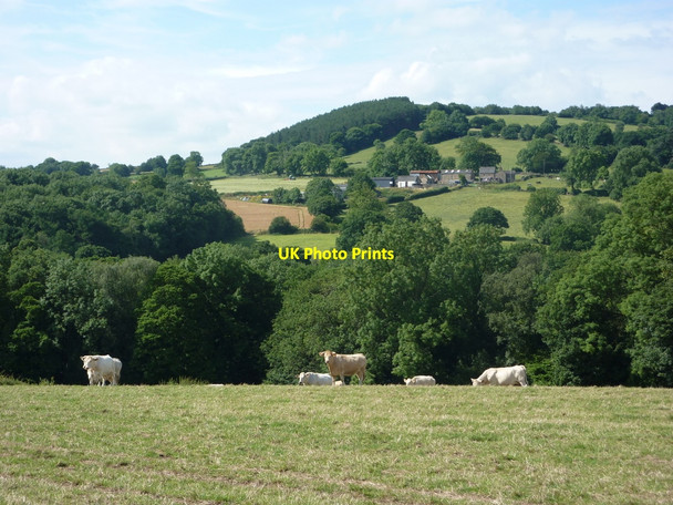 Photo 6"x4" Pasture for cattle and hillside view beyond Dalebank\/SK3661 c2010