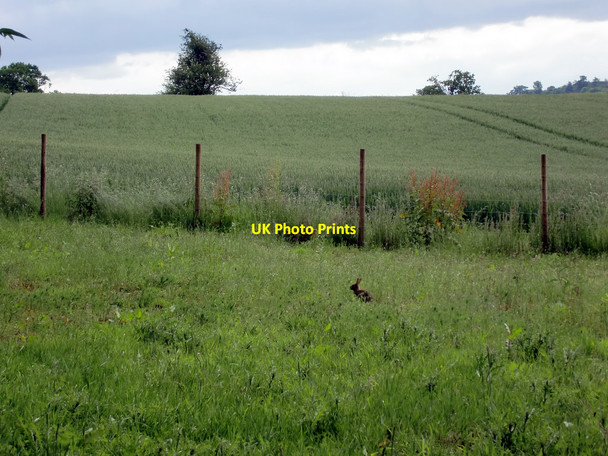 Photo 6"x4" Field near Chiding Stone, Chiddingstone, Kent Chiddingstone c2010
