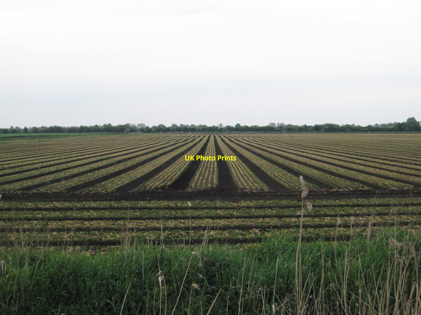 Photo 6"x4" Vegetable field River Bank c2010