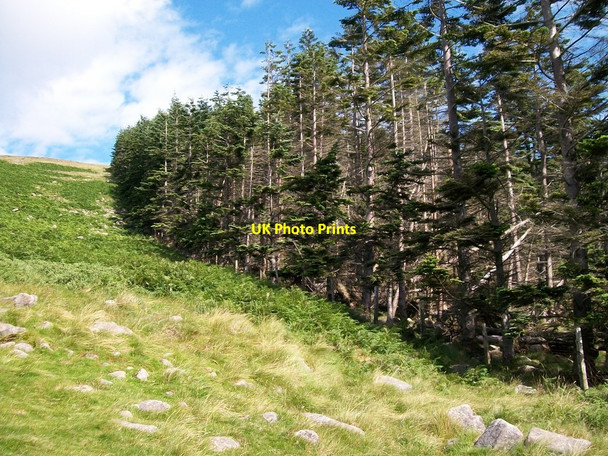 Photo 6"x4" The upper limit of the Donard Forest Newcastle\/J3732 c2010