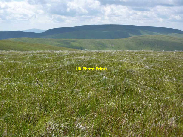 Photo 6"x4" Web-covered grass on Donald's Cleuch Head Firthope Rig c2010