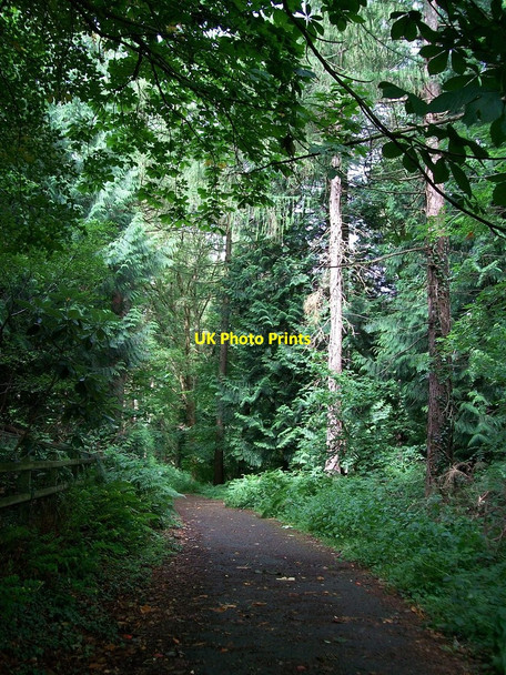 Photo 6"x4" Tollymore Forest track Newcastle\/J3732 c2010