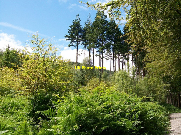 Photo 6"x4" Fern and pines near the Tollymore Lake Newcastle\/J3732 c2010