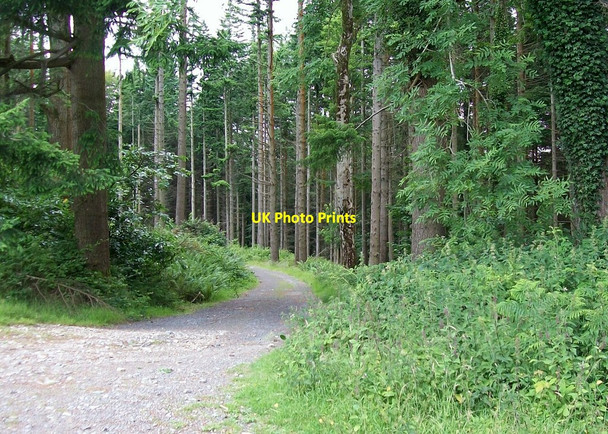 Photo 6"x4" Track to Hore's Bridge Newcastle\/J3732 c2010