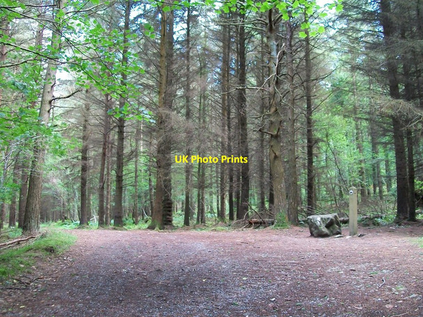 Photo 6"x4" Track junction in the forest Kilcoo c2010