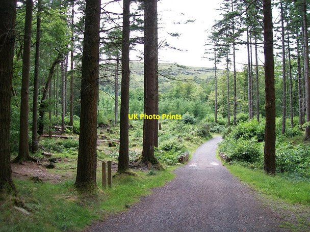 Photo 6"x4" The track towards Hore's Bridge  Newcastle\/J3732 c2010