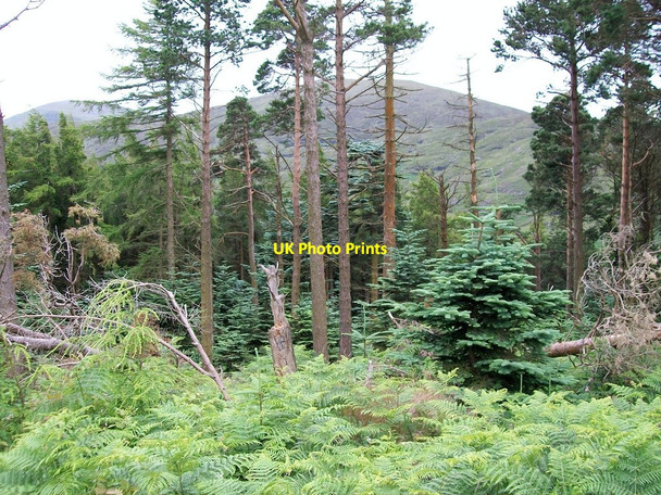 Photo 6"x4" Forest greenery on Curraghard Mountain Newcastle\/J3732 c2010