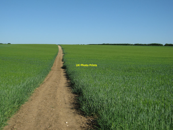 Photo 6"x4" Footpath through the barley Balsam c2010