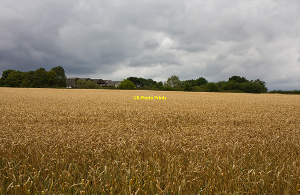 Photo 6"x4" Ferny Hill Farm Cockfosters c2010