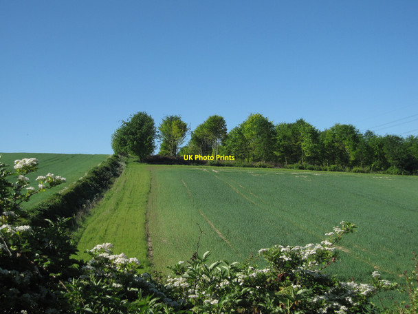 Photo 6"x4" Plantation near Fleam Dyke Balsam c2010