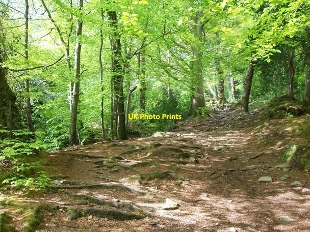 Photo 6"x4" Tree roots exposed by the trample of hill walkers Newcastle\/J3732 c2010